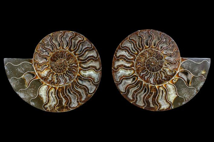 Cut & Polished Ammonite Fossil - Agatized #88165